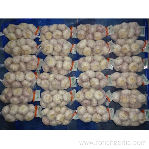 Best Quality Fresh Normal White Garlic 5.0cm